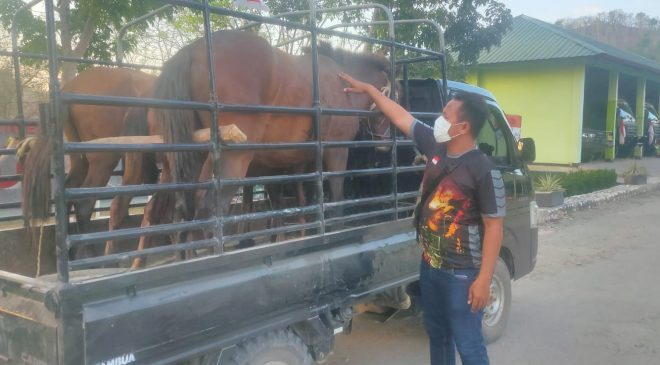 Tanpa Dokumen Resmi, Satgas Pamtas Yonif 742/SWY Amankan 23 Hewan Ternak yang Masuk ke Indonesia
