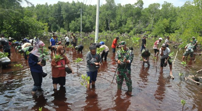 Korem 172/PWY Bersama Mahasiswa Uncen Tanam 500 Mangrove Di Pantai Enggros Abepura