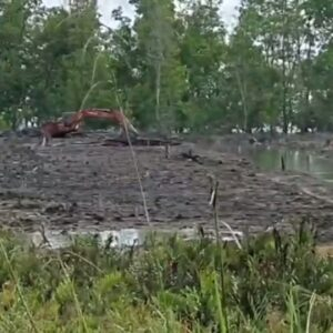 Dugaan Adanya Pembalakan Hutan Mangrove di Sebatik Barat, NGO Auriga Minta Polisi Usut Tuntas